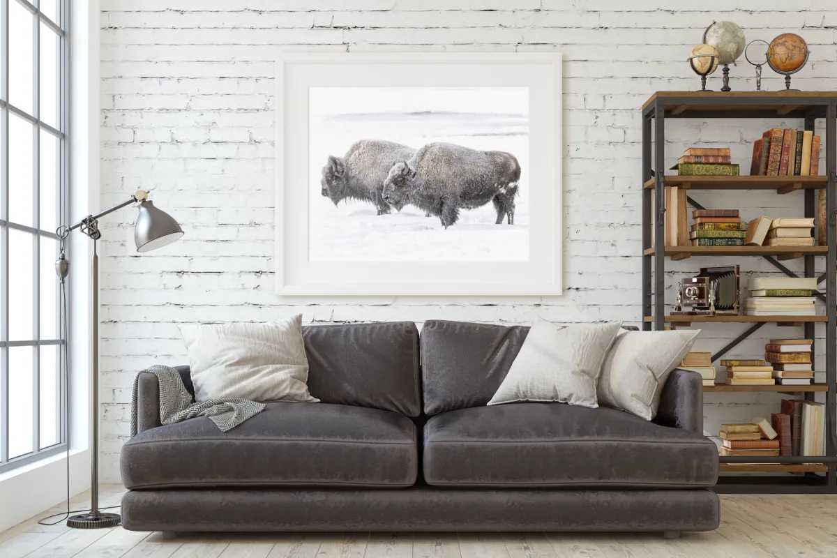 Photo of 2 bison hanging above a couch in a living room scene