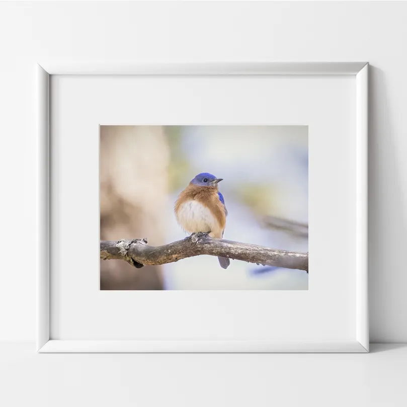 Female Eastern Bluebird on a branch