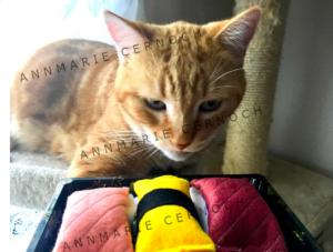 sushi cat toys