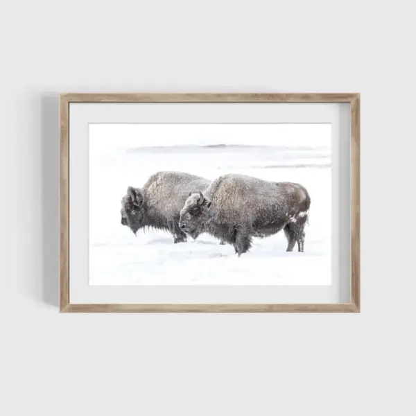 Two Bison in Yellowstone Photography Print
