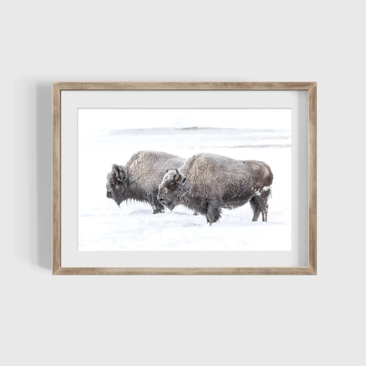 Two Bison in Yellowstone Photography Print