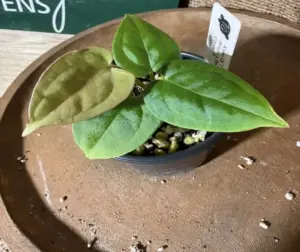 Anthurium Kuna CC1 x (DocBlock Brielle x Red Crystal)