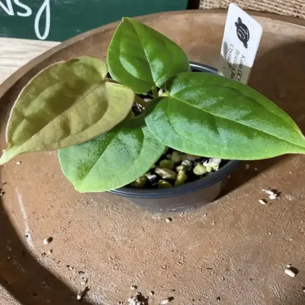 Anthurium Kuna CC1 x (DocBlock Brielle x Red Crystal)