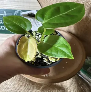 Anthurium Magnificum x Indo Papillilaminum