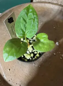 Anthurium (RG Dressleri F2 x Pap) x (RL Fort Sherman x RG Dressleri F2)