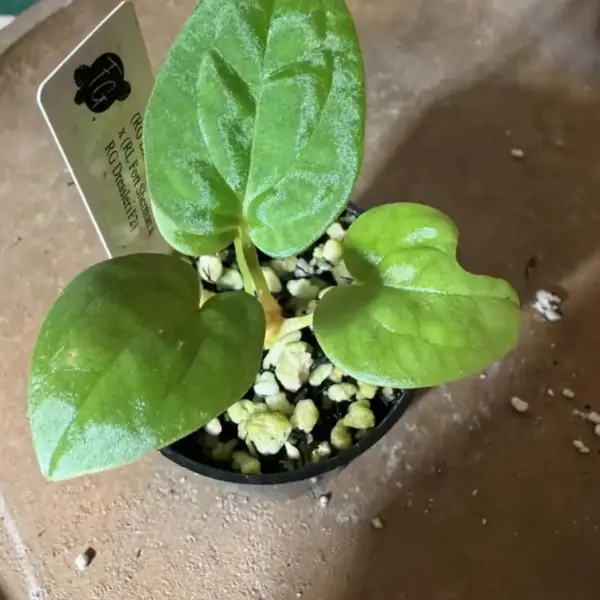 Anthurium (RG Dressleri F2 x Pap) x (RL Fort Sherman x RG Dressleri F2)