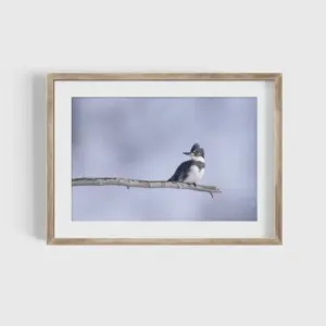 Belted Kingfisher Water Bird Photography Print