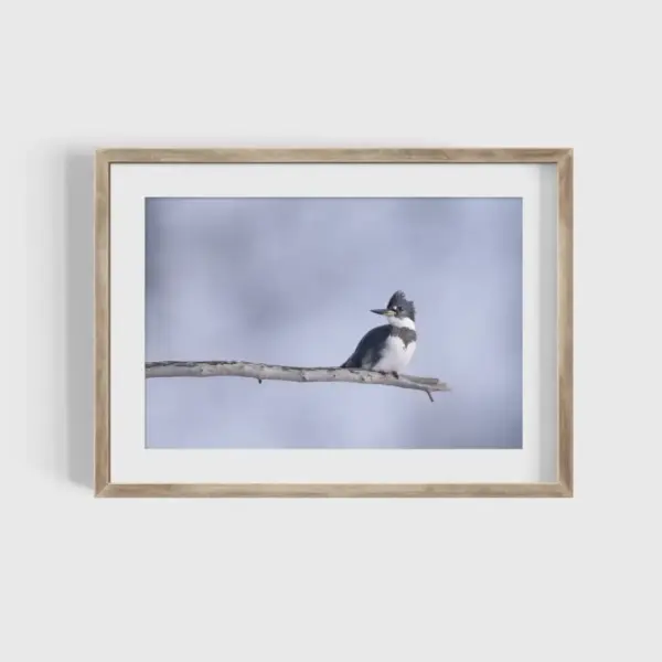 Belted Kingfisher Water Bird Photography Print