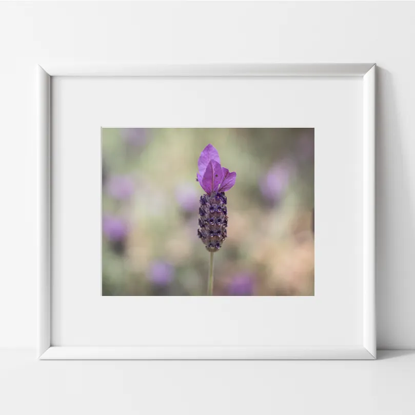 single purple sprig of lavender with green stem and blurred lavender field in background