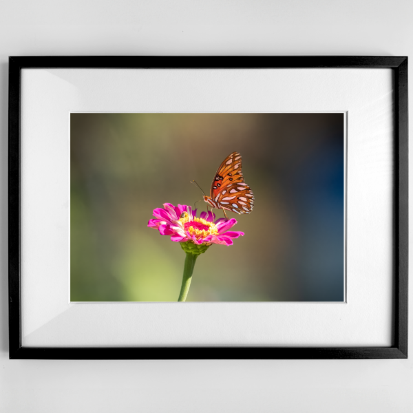 Gulf Fritillary Butterfly Photography Print