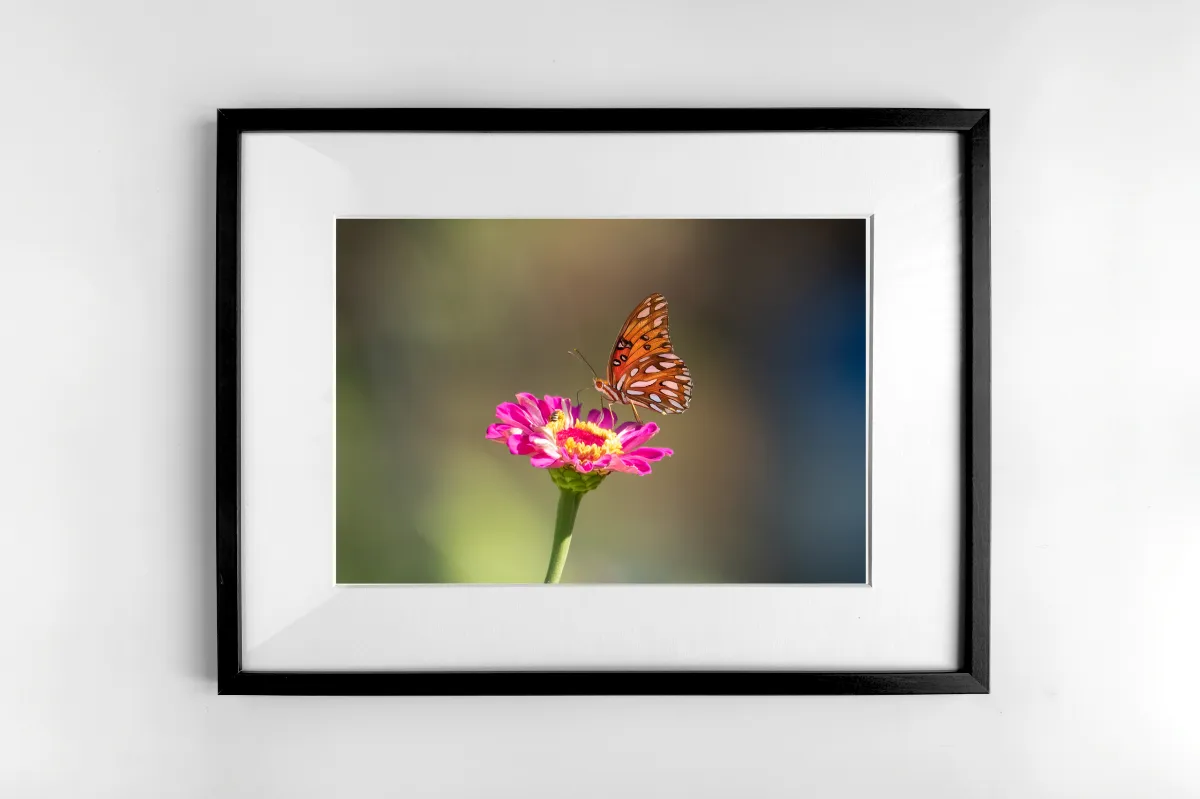 Orange Gulf Fritillary Butterfly on a hot pink flower