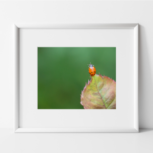 Orange ladybug on tip of a leaf with green background