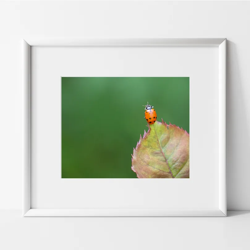 Orange ladybug on tip of a leaf with green background