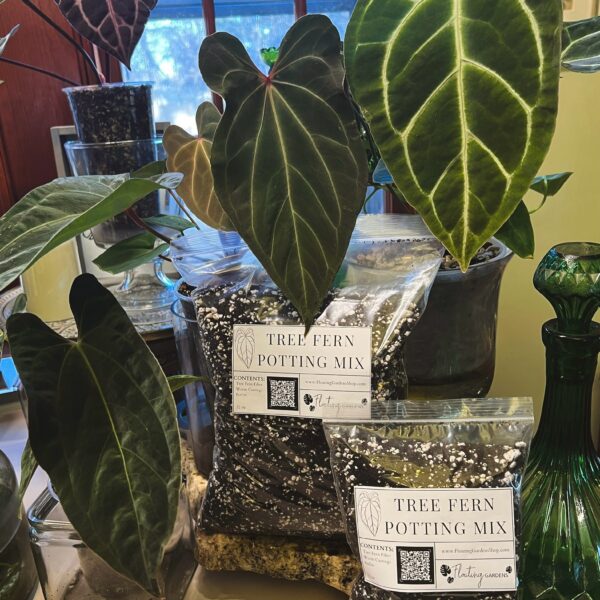 Tree Fern Potting Mix