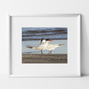 2 black and white birds with orange beaks standing on brown sand with a blue lake in background