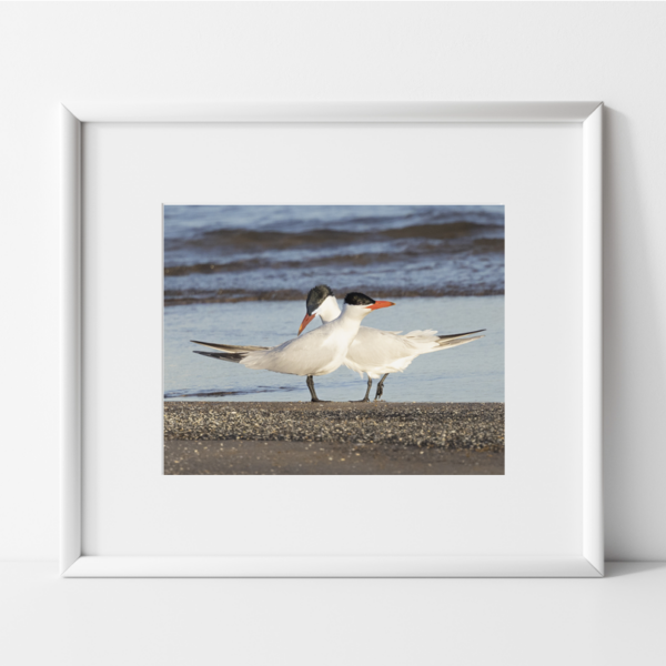 Two Terns on Lake Michigan Photography Print
