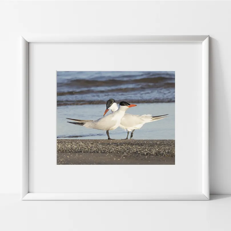 2 black and white birds with orange beaks standing on brown sand with a blue lake in background